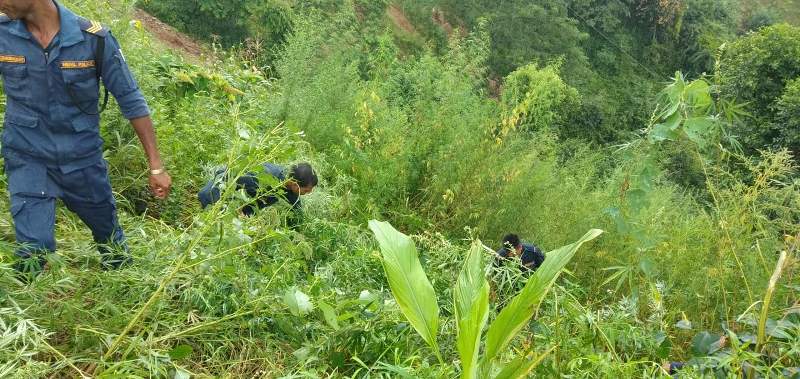 २५० रोपनी जग्गामा लगाएको गाँजा खेती नष्ट