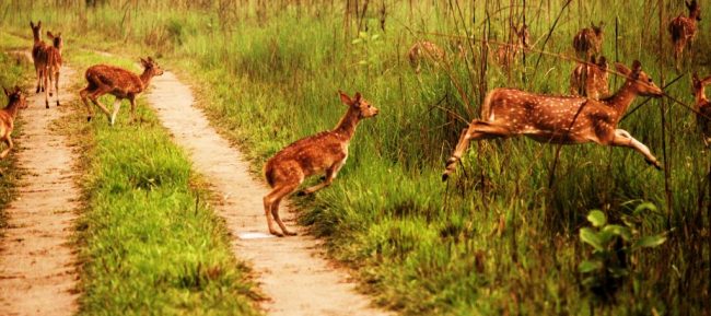 वन्यजन्तुका लागि जैविकमार्ग निर्माण गरिने