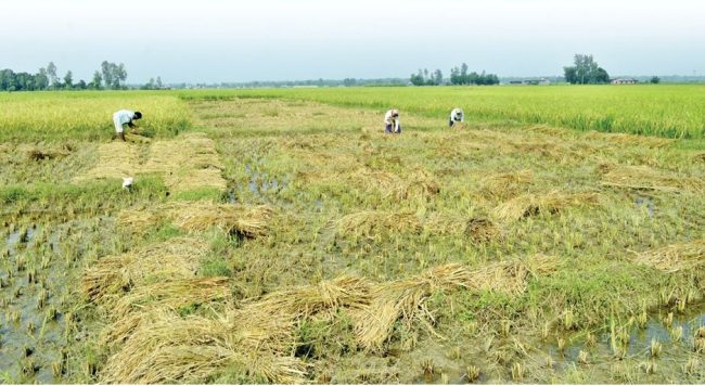 हिउँदे झरीले अन्न बालीमा क्षति