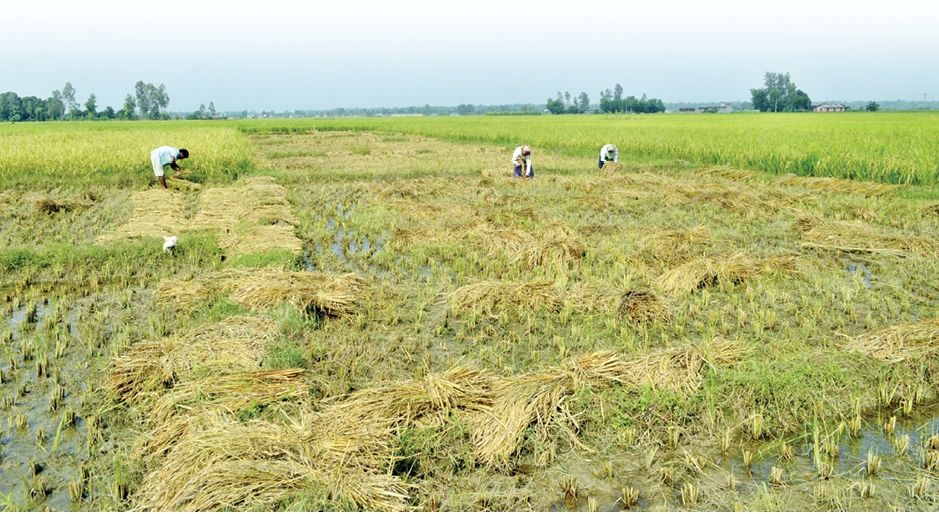 हिउँदे झरीले अन्न बालीमा क्षति