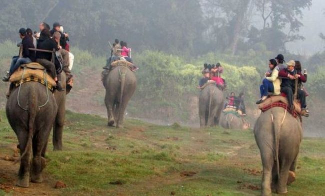 चितवन राष्ट्रिय निकुञ्जको सफारी सञ्चालनको तयारीमा