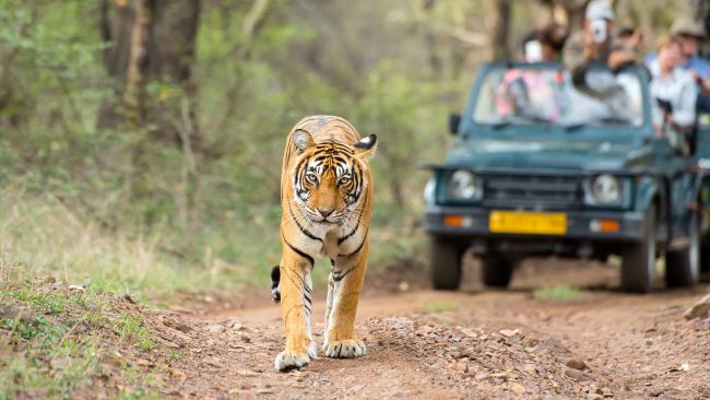 बाँके राष्ट्रिय निकुञ्जमा जङ्गल सफारी शुरु