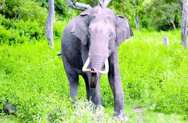 संसदमा जङ्गली हात्तीको चर्चा