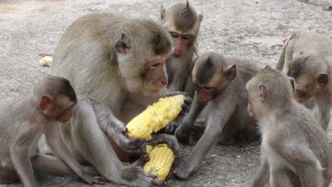 बाँदरले बाली सखाप : परिवार नियोजन गर्न माग