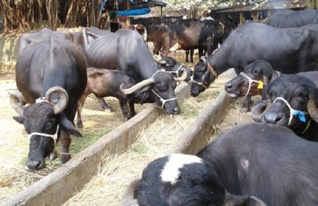 सिन्धुलीका ५५० पशुलाई सुत्केरी भत्ता वितरण