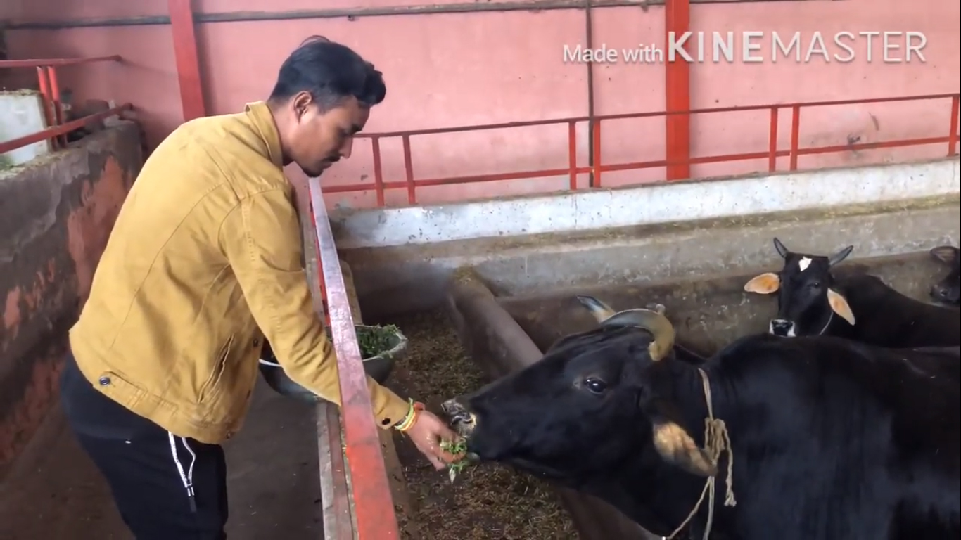 गौशालामा गाईलाई घाँस खुवाउँदै सोमपाल कामी