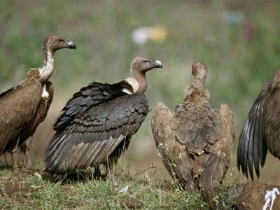 कञ्चनपुरमा  गिद्ध गणना