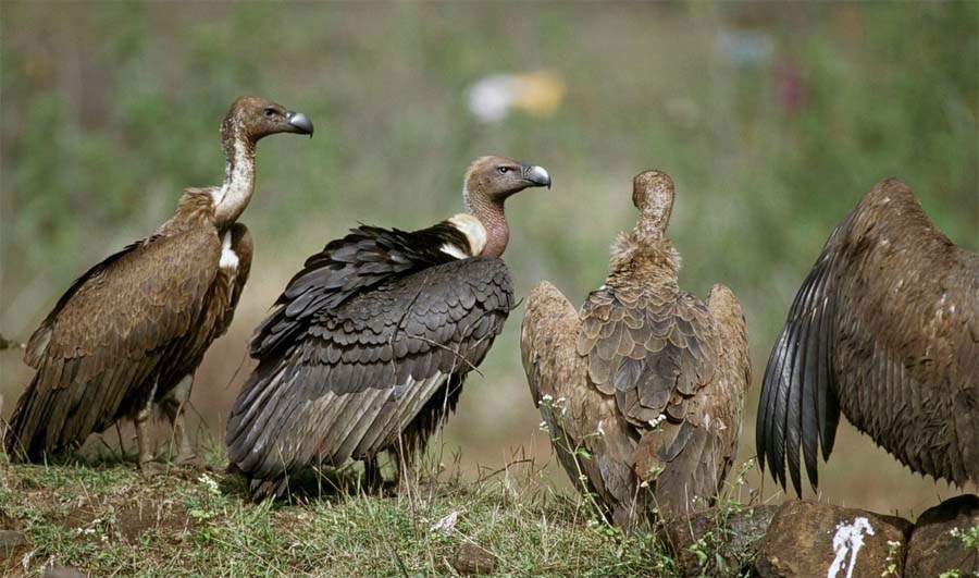 कञ्चनपुरमा  गिद्ध गणना