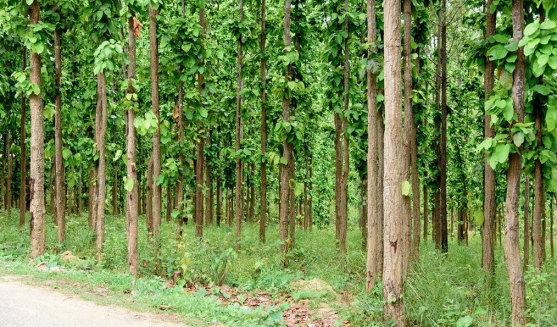 दार्चुलाका सामुदायिक वन क्षेत्र अतिक्रमणको चपेटामा