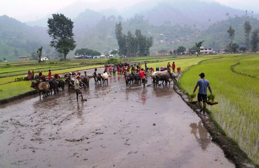 रोपाइँ शुरु भो, मल छैन