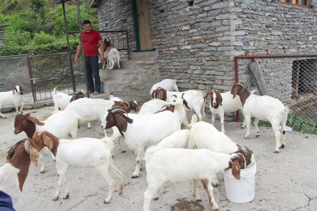 एकैदिन रु १६ लाखको बोका बिक्री