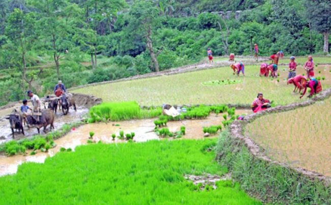 कोरोना महामारीसँगै कृषिमा युवाको आकर्षण बढ्दो