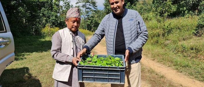 गुर्जो बाँड्दै पूर्वसभासद् गाउँमा