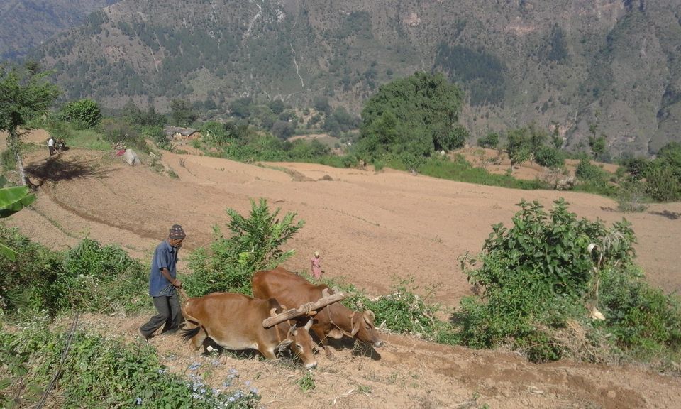 अधियाँले धानेको जीवन : वर्षभरको मेहेनतले ५ महिना मात्र खान पुग्छ