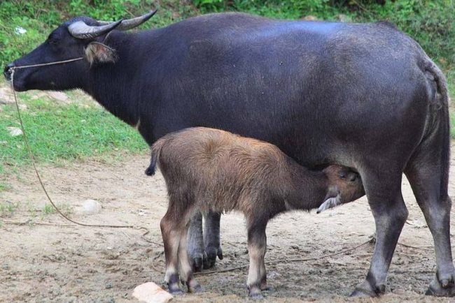 गाउँभर दुहुना भैँसी, मासिक दुई लाख आम्दानी