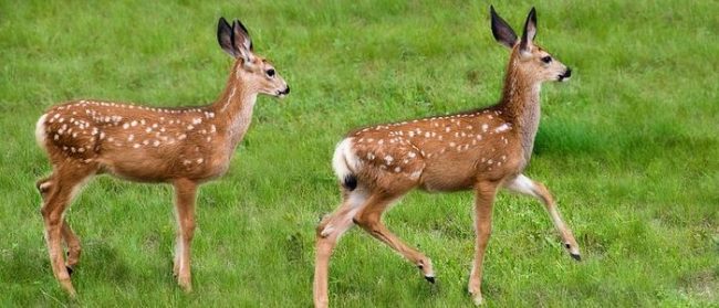 दौलतपुरमा जङ्गली हरिण फेला