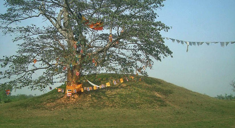 लोपोन्मुख ‘कोलवृक्ष’ संरक्षित क्षेत्र पर्यटकीय गन्तव्य बन्दै