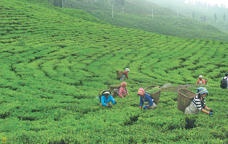 चियामा एकपछि अर्को उपलब्धि