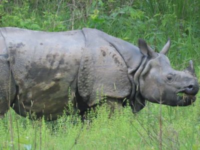 गैंडाको आक्रमणबाट चितवनमा महिलाको मृत्यु