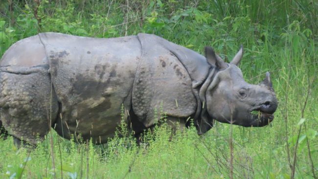 गैँडाको आक्रमणबाट ५० वर्षीय बलराम गम्भीर घाइते