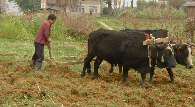 गोरु पाइन छोड्यो, हाते ट्र्याक्टरको भरमा किसान