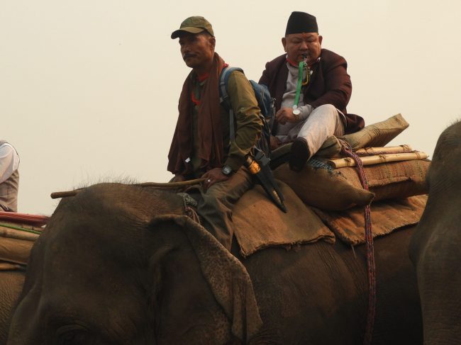 गैँडा गणना सकियो, शनिबार नतिजा सार्वजनिक गरिने