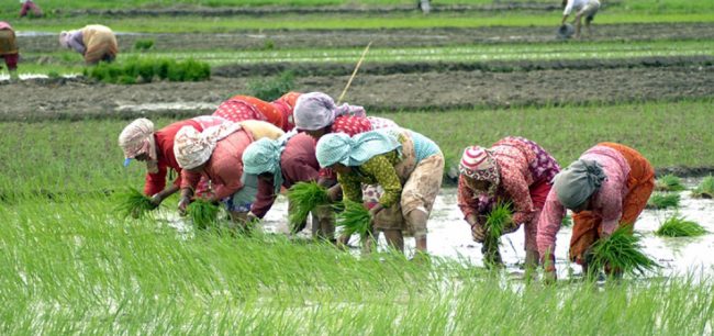 मुखमा मास्क र गोजीमा स्यानिटाइजरसहित रोपाइँमा व्यस्त किसान