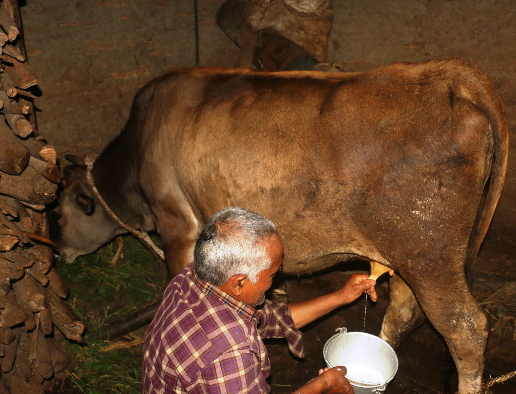 गाईले नब्याउँदै दूध दिन थालेपछि ……