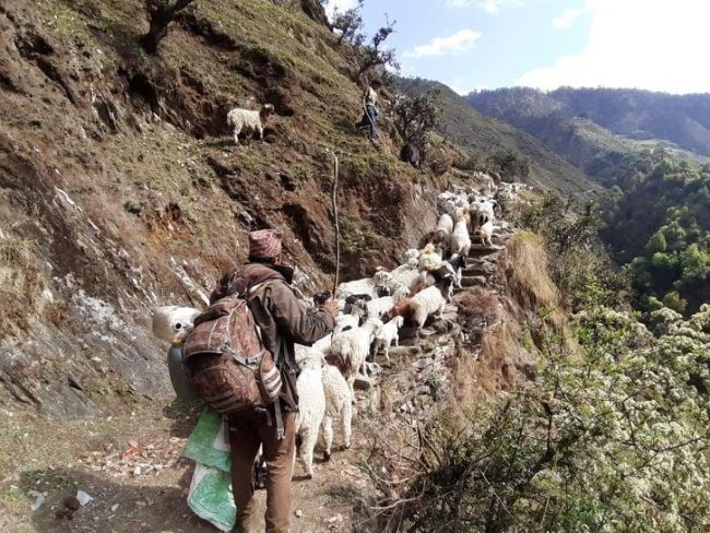 भेडासँग जीवन बिताएका मनबहादुरको अमेरिका जाने मन