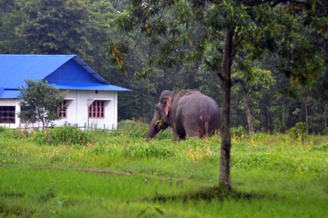 भारतबाट आएको हात्तीले धानबाली नष्ट