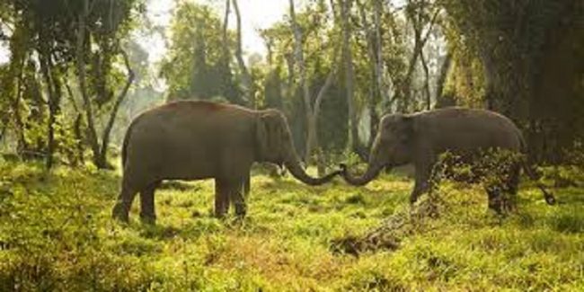 कोसी टप्पुमा ढोईसँग रमाउँदै भारतबाट आएका मत्ता हात्ती