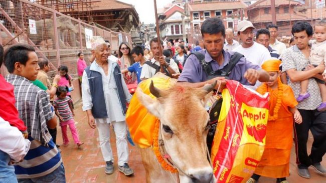 आजबाट गाईजात्रा आरम्भ : विभिन्न कार्यक्रम गरी देशभर मनाइँदै