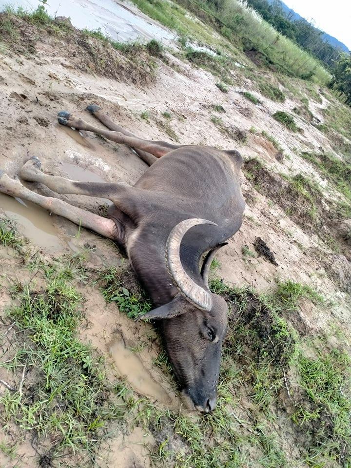 चितवनमा अर्ना मृत फेला