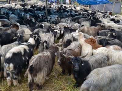 च्याङ्ग्राको नश्ल सुधार तथा अनुसन्धानस्थल बन्दै मुस्ताङको च्याङ्ग्रा फार्म