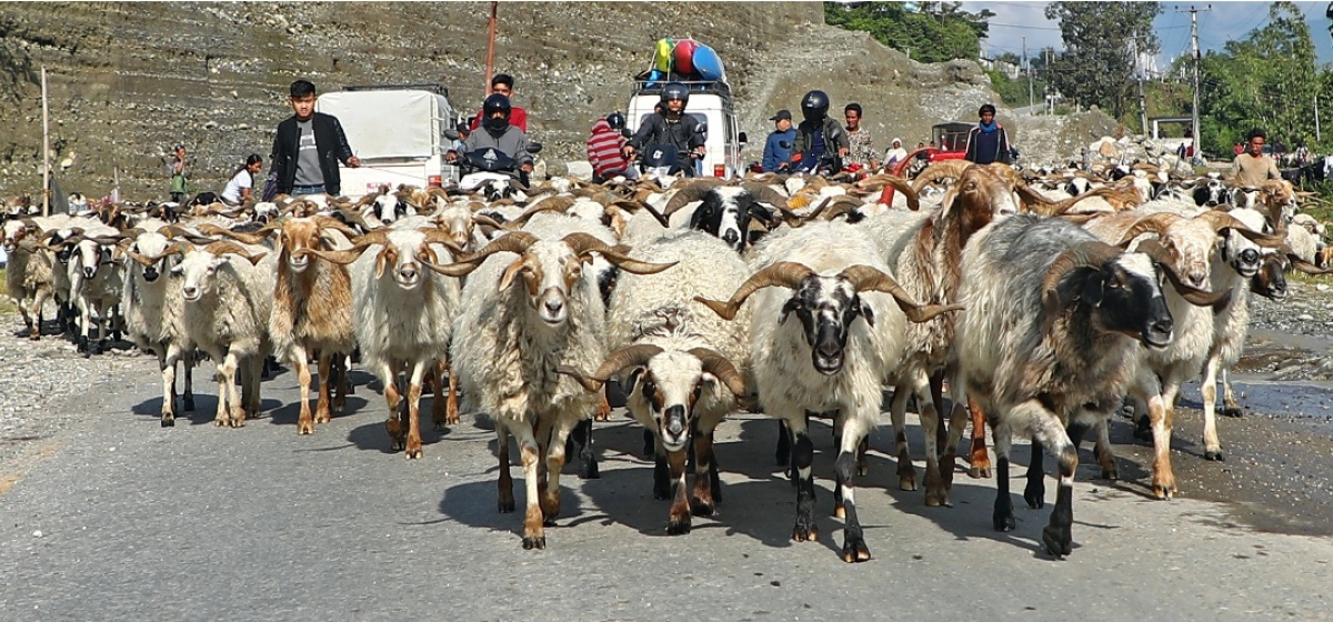 च्याङग्रा बेचेर मुस्ताङमा पैतिस करोड भित्रियो