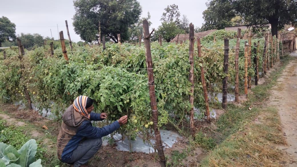 कृषकको चिन्ताः हिउँदे वर्षाले उत्पादनमा असर नगरोस्