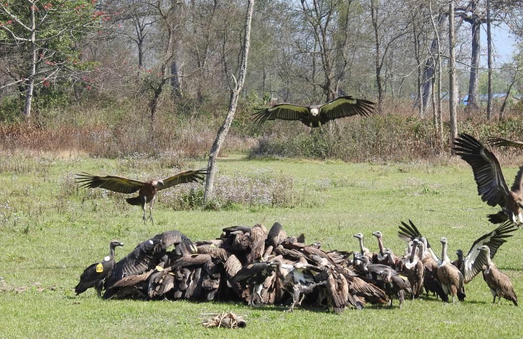 संरक्षणसँगै पर्यटनसँग जोडिँदै जटायु रेष्टुरेण्ट