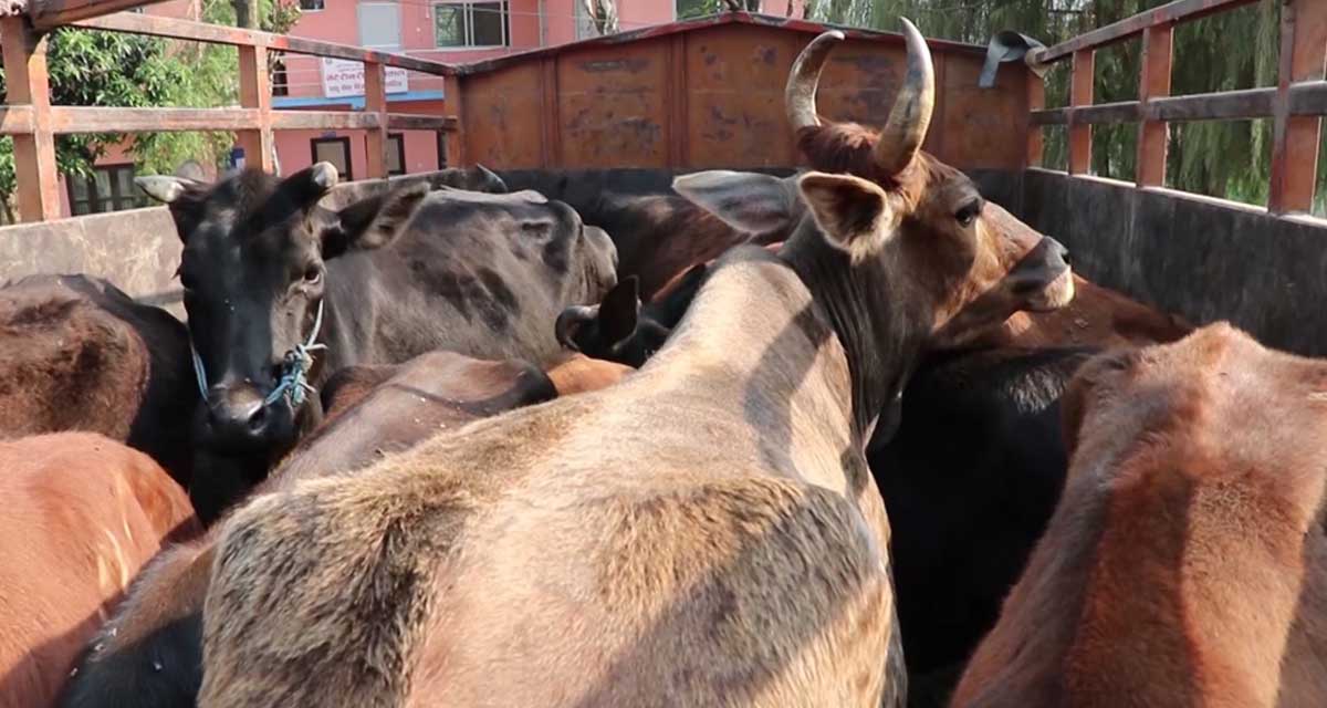 भारत पठाउन लागेको ४८ वटा गाई गोरु प्रहरीको नियन्त्रणमा