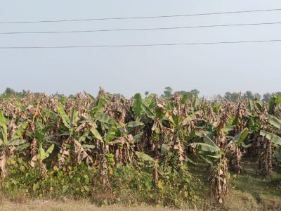 बाढीले ५० लाख बराबरको केरा नोक्सान