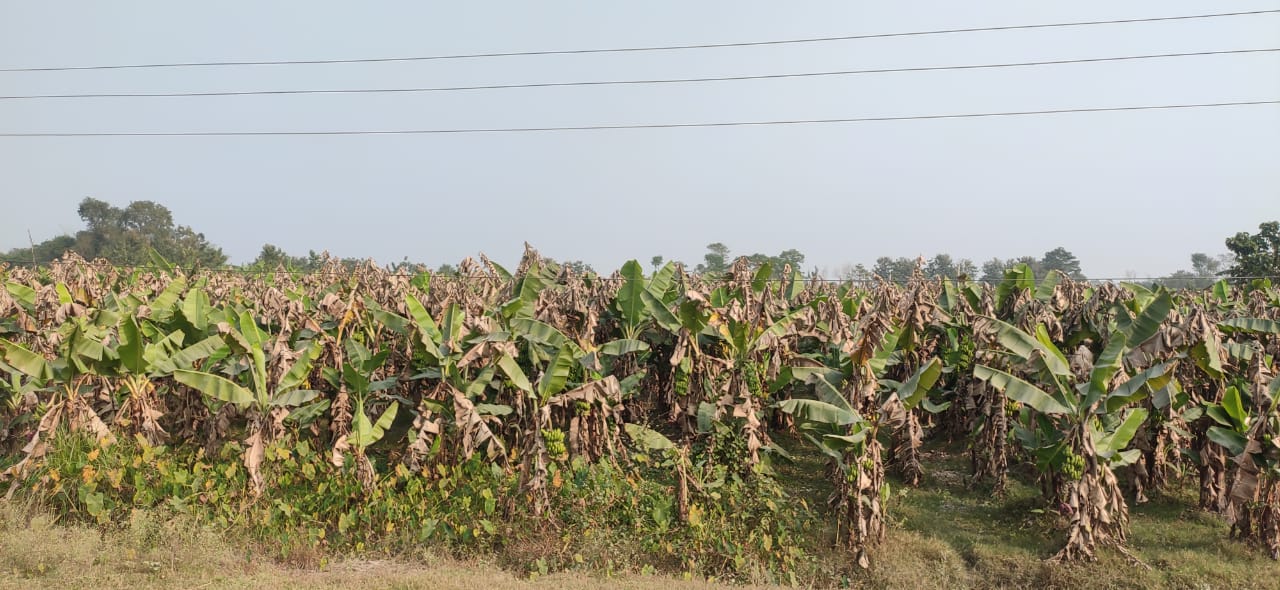 बाढीले ५० लाख बराबरको केरा नोक्सान