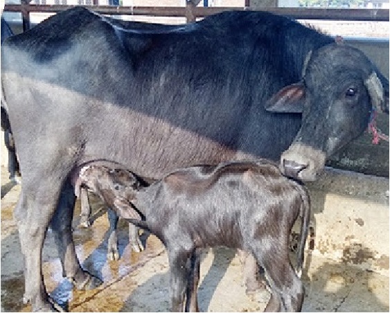 गाईभैँसीलाई सुत्केरी भत्ता वितरण