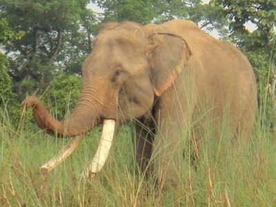 जिम्बाब्वेमा भोकमरीका कारण २ सय हात्ती मारेर जनतालाई मासु बाँड्ने निर्णय