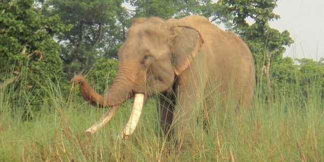 जिम्बाब्वेमा भोकमरीका कारण २ सय हात्ती मारेर जनतालाई मासु बाँड्ने निर्णय