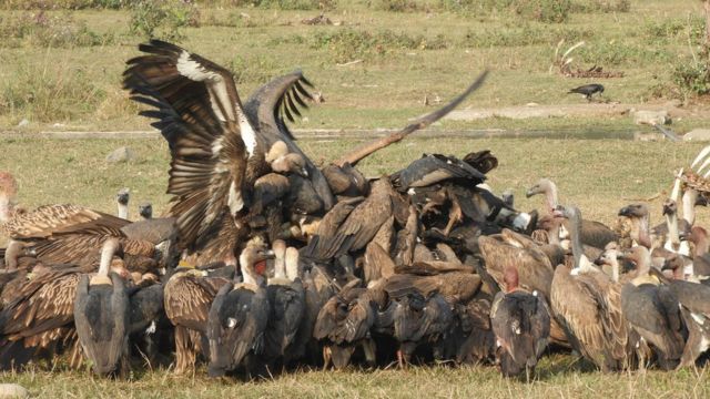 संरक्षण नहुँदा गिद्ध संकटमा