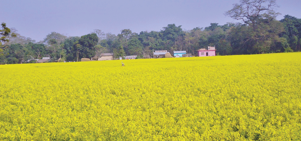 तोरी खेती प्रवर्द्धन कार्यक्रमले रावाबेँसीमा लहलह तोरी