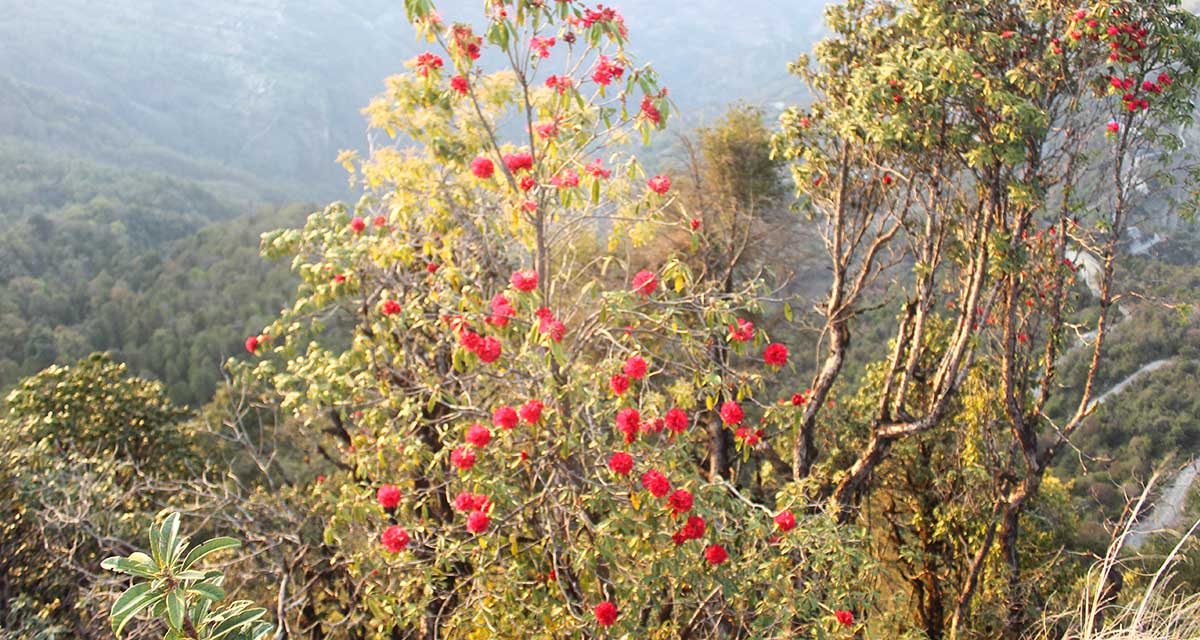 म्याग्दीमा चैतमै निख्रियो लालीगुराँस