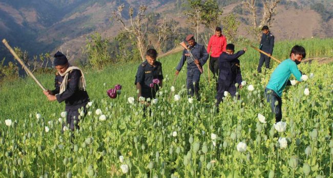 अवैधरूपमा गरिँदै आएको अफिम खेती नष्ट