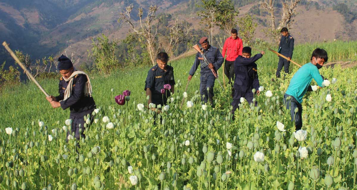 अवैधरूपमा गरिँदै आएको अफिम खेती नष्ट