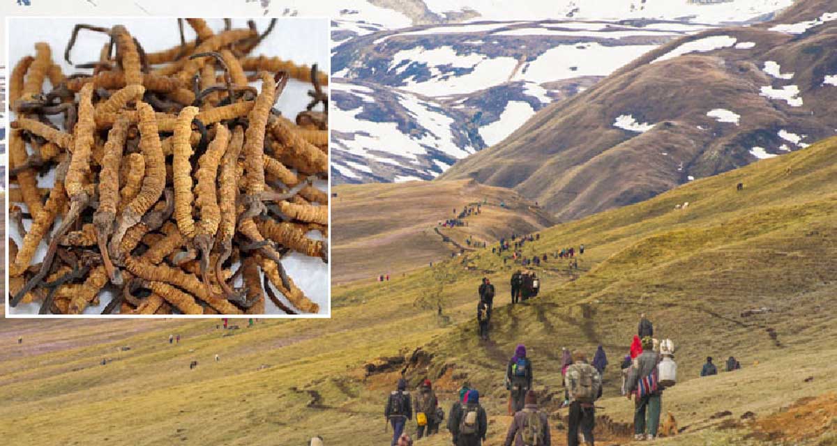 यार्सागुम्बा टिप्न मनाङवासी हिमाली भेगतर्फ