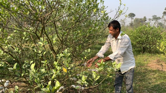 सरकारी जागिर छाडेर कागती खेतीमा रमेका लामिछाने भन्छन्- दैनिक साढे सात हजार आम्दानी हुन्छ